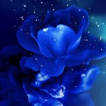 青い薔薇２